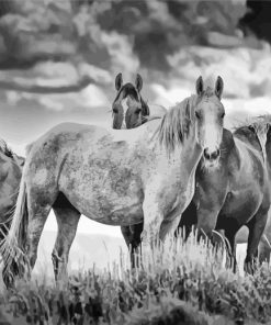 Black And White Horses In The Wild Paint By Number