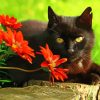 Black Cat With Red Flowers Paint By Number