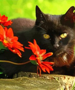 Black Cat With Red Flowers Paint By Number