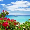 Bougainvillea And Beach View Paint By Number