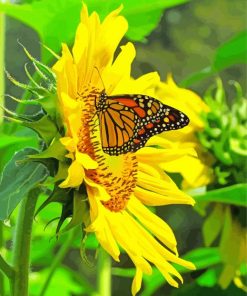 Butterfly With Sunflowers Paint By Number