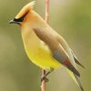 Cedar Waxwing Bird Paint By Number