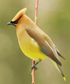 Cedar Waxwing Bird Paint By Number