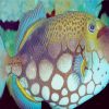 Clown Triggerfish Paint By Number