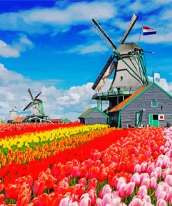 Colorful Tulpen En Molen Paint By Number