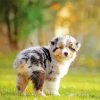 Cute Aussie Dog Paint By Number