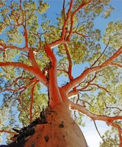 Eucalypt Gum Tree Paint By Number