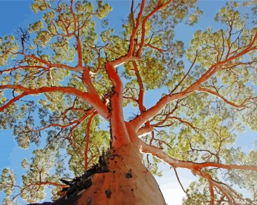 Eucalypt Gum Tree Paint By Number