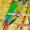 Green Cheek Conure Paint By Number