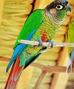 Green Cheek Conure Paint By Number