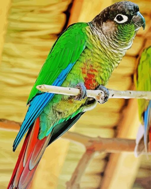 Green Cheek Conure Paint By Number