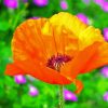 Orange Poppies Paint By Number