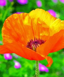 Orange Poppies Paint By Number