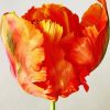 Parrot Tulip Paint By Number