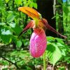 Pink Lady Slipper Paint By Number