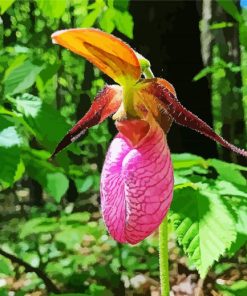 Pink Lady Slipper Paint By Number