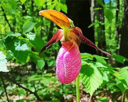 Pink Lady Slipper Paint By Number