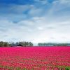 Pink Rose Field Paint By Number