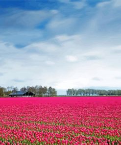 Pink Rose Field Paint By Number