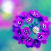 Purple Alyssum Flowers Paint By Number