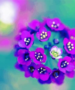 Purple Alyssum Flowers Paint By Number