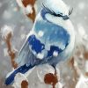 Snow Bird Paint By Number