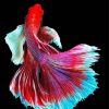 Wonderful Elegant Fish Paint By Number