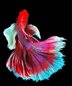 Wonderful Elegant Fish Paint By Number