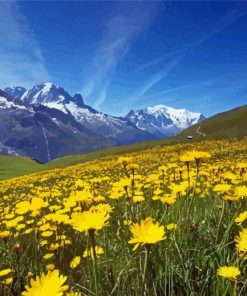 Yellow Field Flowers And Mountains Paint By Number