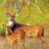 Axis Deer Animals Paint By Number