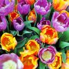 Orange Purple Tulips Flowers Paint By Number