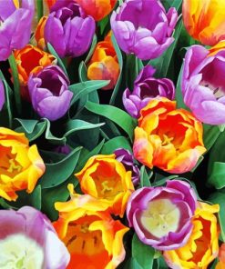 Orange Purple Tulips Flowers Paint By Number