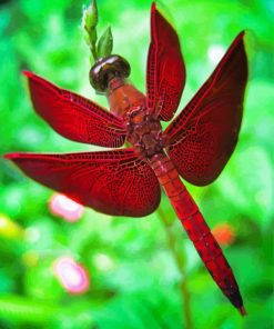 Red Dragonfly Paint By Number