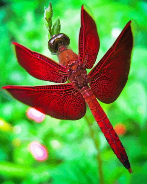 Red Dragonfly Paint By Number