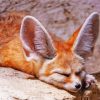 Sleeping Fennec Fox Paint By Number