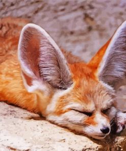 Sleeping Fennec Fox Paint By Number