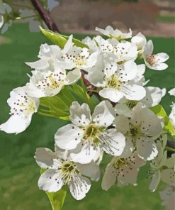 Trees Blooming Paint By Number