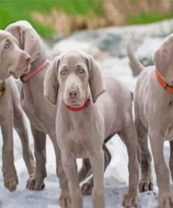 Weimaraner Puppies Paint By Number