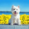 White Highland Terrier Pet Paint By Number