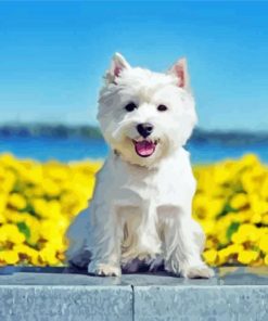 White Highland Terrier Pet Paint By Number