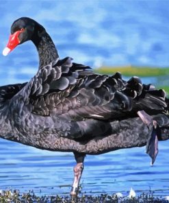 Aesthetic Black Swan Paint By Number