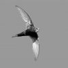 Black And White Swift Bird Paint By Number