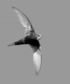 Black And White Swift Bird Paint By Number