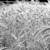 Bread Wheat Field Black And White Paint By Number