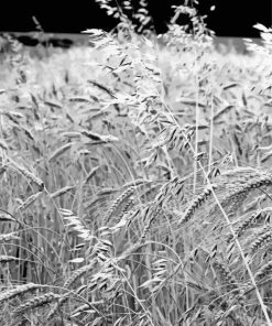 Bread Wheat Field Black And White Paint By Number