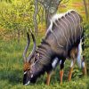 Cool Nyala Paint By Number