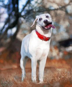 Funny White Labrador Paint By Number