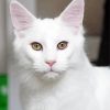 White Cat Animal Paint By Number