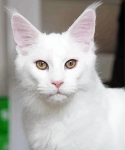 White Cat Animal Paint By Number