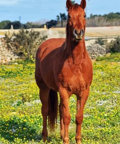 American Quarter Horse paint by numbers